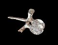 Zalmoxes vertebra