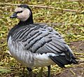 ZooBarnacleGoose