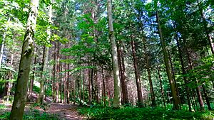 Archivo:Zurich Wilderness Park