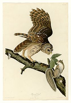46 Barred Owl.jpg