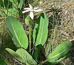 Archivo:Anemopsis californica 3