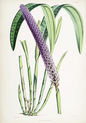Archivo:Arpophyllum giganteum sop