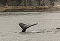 Avistamiento de ballenas jorabadas (Megaptera novaeangliae), Juneau, Alaska, Estados Unidos, 2017-08-17, DD 17