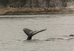 Archivo:Avistamiento de ballenas jorabadas (Megaptera novaeangliae), Juneau, Alaska, Estados Unidos, 2017-08-17, DD 17