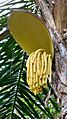Bactris gasipaes