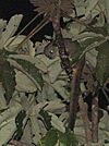 Bassaricyon alleni 115107925.jpg
