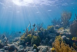 Archivo:Biscayne underwater NPS1