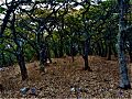 Bosque de encino