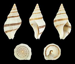 Buccinulum vittatum 01.jpg