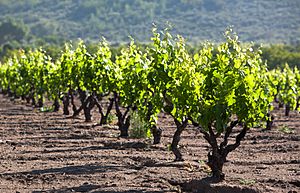 Carignan vineyard.jpg