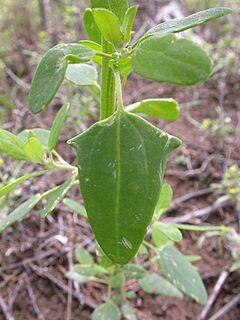 Archivo:Chenopodium album - 3714283761
