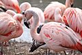 Chilean Flamingo 12
