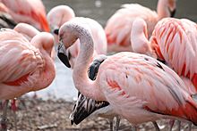 Chilean Flamingo 12