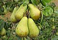Conference pear