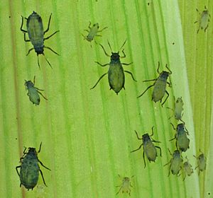 Archivo:Corn leaf aphids (Rhopalosiphum maidis) on maize (Zea mays)