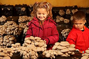 Archivo:Cultivo de setas de ostra en Pradejón