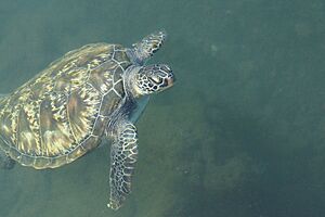 Archivo:DSC01518 Turtle in Samoa