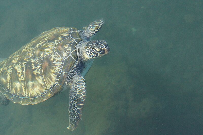 DSC01518 Turtle in Samoa