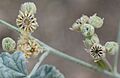 Desert globemallow capsule stages