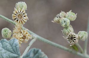Archivo:Desert globemallow capsule stages
