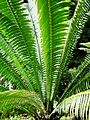 Dioon spinolosum03