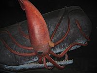 Archivo:Display of sperm whale and giant squid battling in the Museum of Natural History