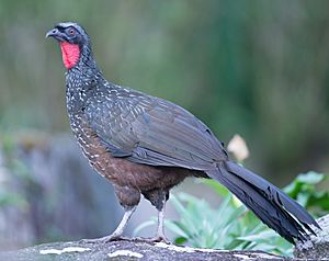 Archivo:Dusky-legged guan