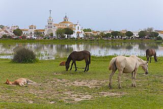 El Rocío - View from the southwest with horses.jpg