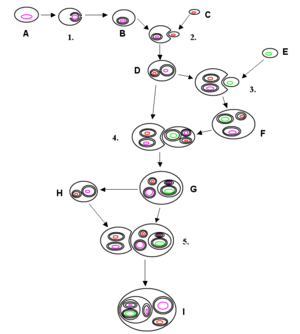 Archivo:Endosymbiosis