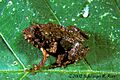 Engystomops coloradorum