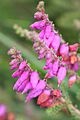 Erica ciliaris
