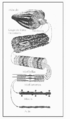 Estructura Muscular