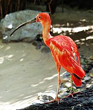 Archivo:Eudocimus ruber - Scharlachsichler - Scarlet Ibis
