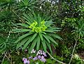 Euphorbia bourgeana kz1