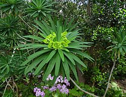 Archivo:Euphorbia bourgeana kz1