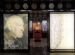 Archivo:Exposición temporal Santiago Ramón y Cajal en el MNCN