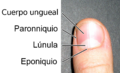 Fingernail-Anatomia-externa-uña