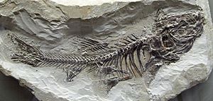 Archivo:Fossil - Schleie (Tinca)