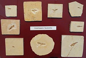Archivo:Fossil grasshoppers - Royal Ontario Museum - DSC00013