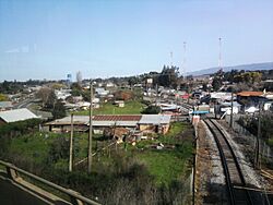 Fotocoihue.jpg