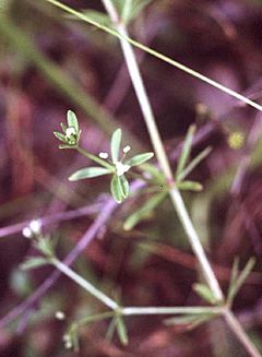 Galium trifidum NRCS-1.jpg