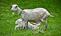 Goat mom feeds baby goat