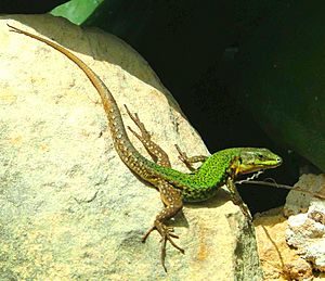 Archivo:Gozitan wall lizard