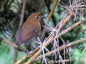 Grallaria obscura Junin Antpitta; Junín, Peru.jpg