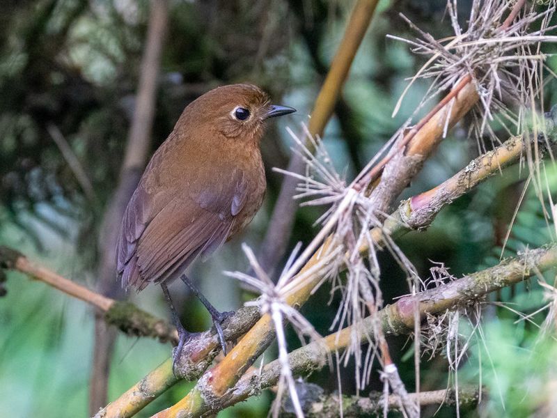 Grallaria obscura Junin Antpitta; Junín, Peru