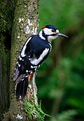 Archivo:Greater Spotted Woodpecker (41554059345)