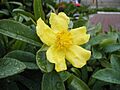 Hibbertia scandens orig