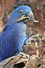 Hyacinth Macaw - Nashville Zoo.jpg