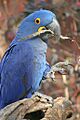 Hyacinth Macaw - Nashville Zoo