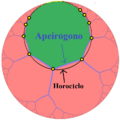 Hyperbolic apeirogon example es